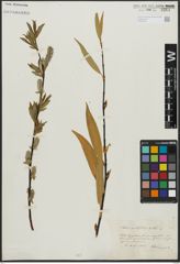 Foto von Salix acutifolia Willd.